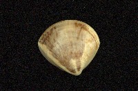 藏品(普通文蛤)的圖片